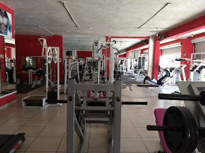 Alligators gym
