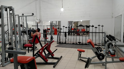 Beast Gym Chihuahua