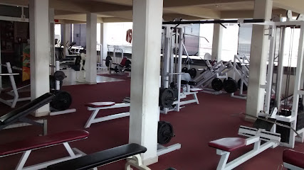 Oficial Salamandra’s Gym